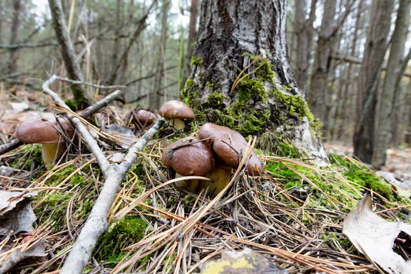 Meadow Mushrooms Natural Mushrooms Mushrooms Forest — Stock Photo, Image