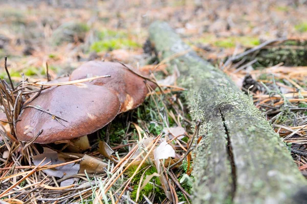 Meadow Mushrooms Natural Mushrooms Mushrooms Forest — Stock Photo, Image