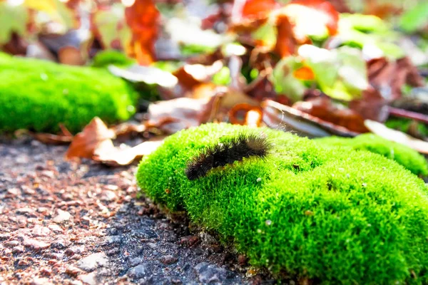 Gezinme Tırtıl Üzerinde Yeşil Yosun Sonbahar Siyah Kıllı Tırtıl — Stok fotoğraf