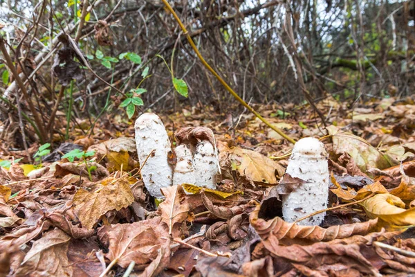 Mushrooms Macrolepiota Procera Autumn Leaves — Stock Photo, Image