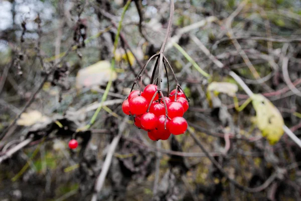Ripe red viburnum. Gathering berries. Wild berries