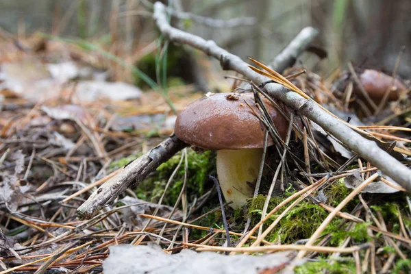 Collecting Wild Mushrooms Suillus Autumn Mushrooms Autumn Forest Mushrooms — Stock Photo, Image
