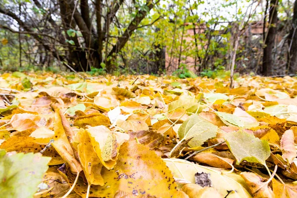 Yellow leaves. Background of autumn leaves. Road with yellow leaves.