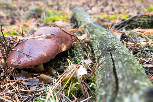 Collecting Wild Mushrooms Suillus Autumn Mushrooms Autumn Forest Mushrooms — Stock Photo, Image
