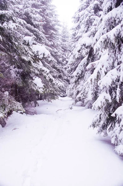 Bosque cubierto de nieve. Sendero en el bosque. En el invierno en el bosque . — Foto de Stock