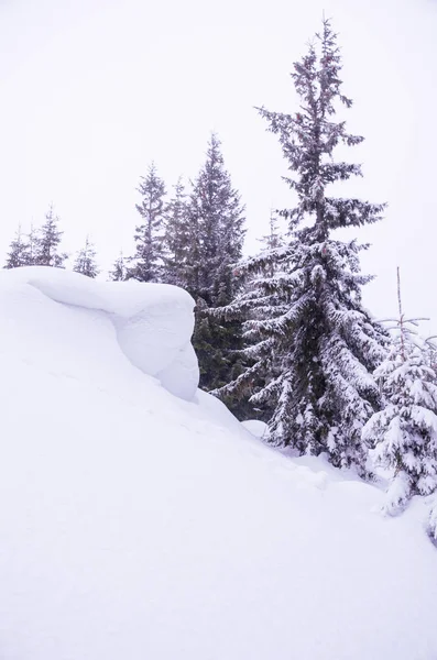 La nieve se arrastra. Abeto cubierto de nieve. Montañas nevadas. Disparo vertical . — Foto de Stock
