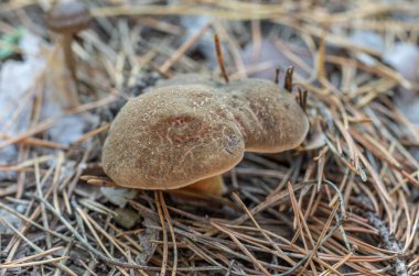 Mantar Xerocomus. Yenilebilir yabani mantar. İğneler arasında büyüyen mantar.