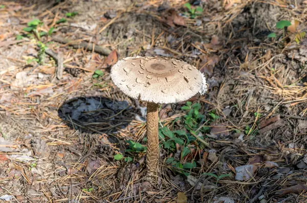 Mushroom Macrolepiota Procera Mushroom Ligner Flyve Agaric - Stock-foto