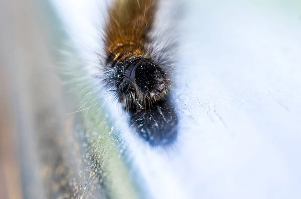 Den Kopf Der Raupe Schwarze Raupe Und Braune Haare — Stockfoto