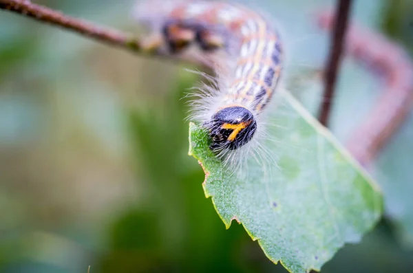 Oruga Peluda Fotografía Macro Oruga Oruga Del Bosque —  Fotos de Stock