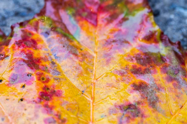 Bright Yellow Burgundy Texture Autumn Leaf — Stock Photo, Image