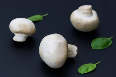 Petrol ve fesleğen bileşimi. Beyaz siyah bir arka plan üzerinde mantar. Beyaz mantar ve siyah arka plan.