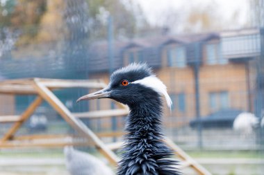 Heron kırmızı gözleri portresi. Portre. Kırmızı gözlü siyah kuş.