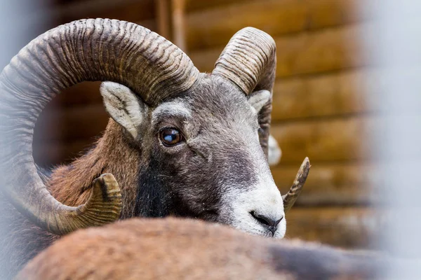 Wild Sheep Ovis Ammon Captive Wild Animal Clouseup — Stock Photo, Image