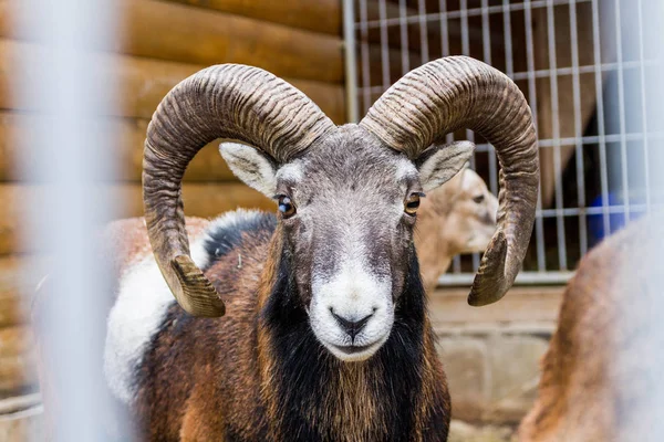 Ammon Ovis Πορτρέτο Άγρια Πρόβατα Ζώο Clouse — Φωτογραφία Αρχείου
