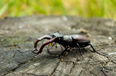 Karanlık bir arka plan üzerinde böcek geyik. Yan görünümü belirli bir açıyla. Büyük korkunç böceği.