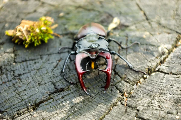 Insecto Grande Con Cuernos Terrible Escarabajo Marco Horizontal Lucanus Cervus —  Fotos de Stock