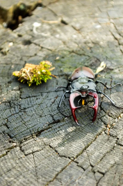 Large Insect Horns Terrible Beetle Vertical Shot Insect Nature — Stock Photo, Image