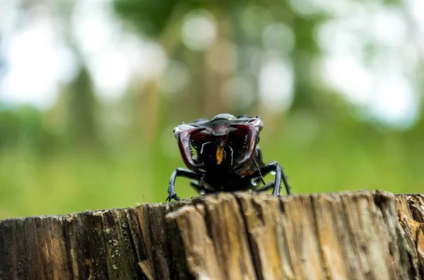 Especies Peligro Extinción Escarabajos Rosáceos Lucanus Cervus Naturaleza —  Fotos de Stock