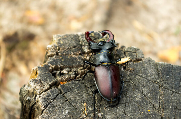 Вымирающие виды насекомых. Вымирающий вид жука. Вид сверху. Насекомые в природе
.