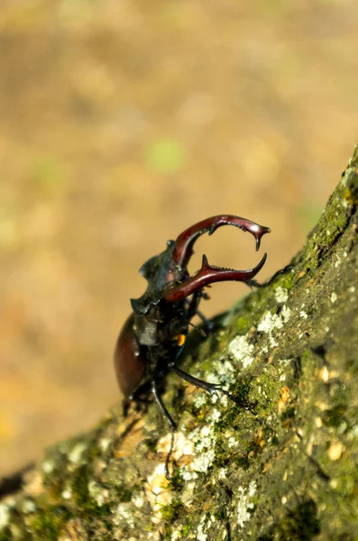 Lucanus Cervus Ağaca Tırmanıyor Doğada Böcek — Stok fotoğraf