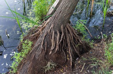 Ağaç kökü. Bir damar gibi köküdür. Yerden ağacının kökü.