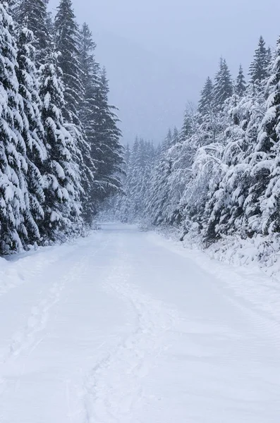 Camino Bosque Invierno Camino Las Montañas Invierno Composición Invierno Camino — Foto de Stock