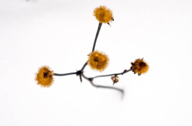 Kış kompozisyon. Minimalizm. İki renk. Kuru bitki kar arka planı.