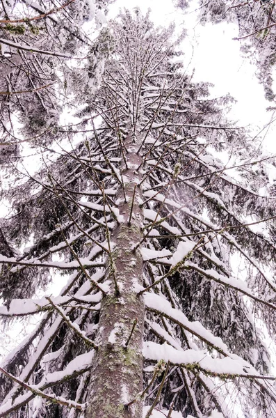 Высокое Дерево Ель Посыпанная Снегом Нижний Вид Сверху — стоковое фото