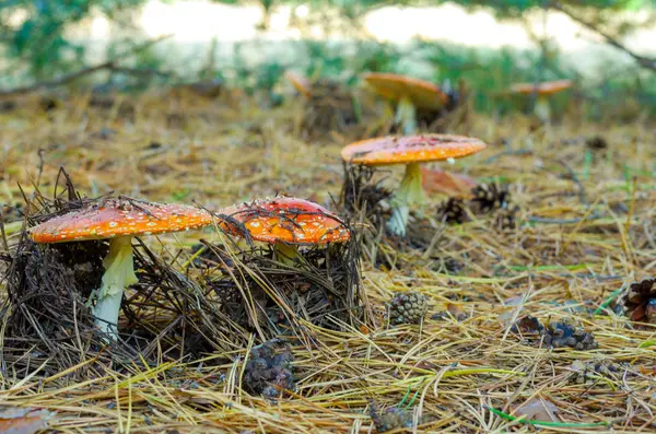 Amanita Creciendo Fila Una Serie Agáricos Mosca Glade Bosque Agáricos — Foto de Stock