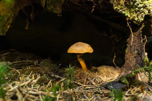 Un hongo en la cueva. Seta solitaria sobre un fondo oscuro . — Foto de Stock