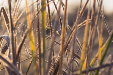 Sonbahar. Sarı çim hoarfrost ile kaplı. Sonbahar çimleri arka plan. Serin sonbahar.