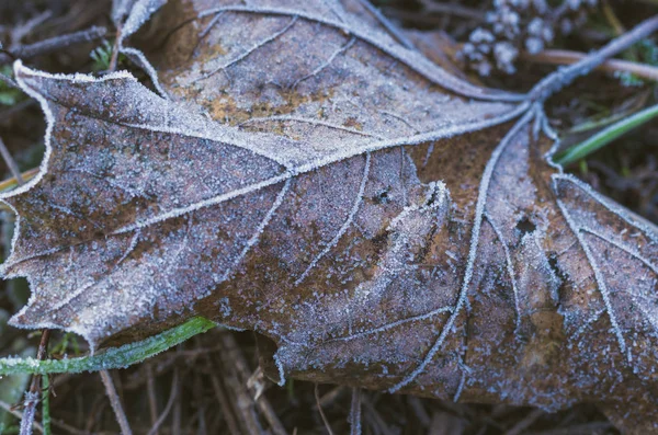 Крутой Ноябрь Осенний Лист Покрыт Инеем — стоковое фото