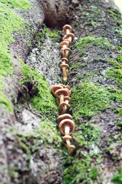 Mushrooms growing on a tree. Mushrooms growing in a row. Vertical shot.