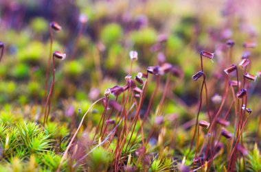 Arka plan parlak dağ çim. Dağ keten. Makro fotoğrafçılık dağ çimen.