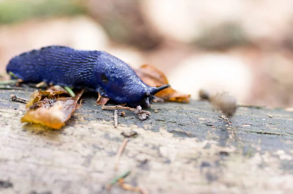 Macro Foto Babosa Forestal Purple Forest Slug Foto Apretado —  Fotos de Stock