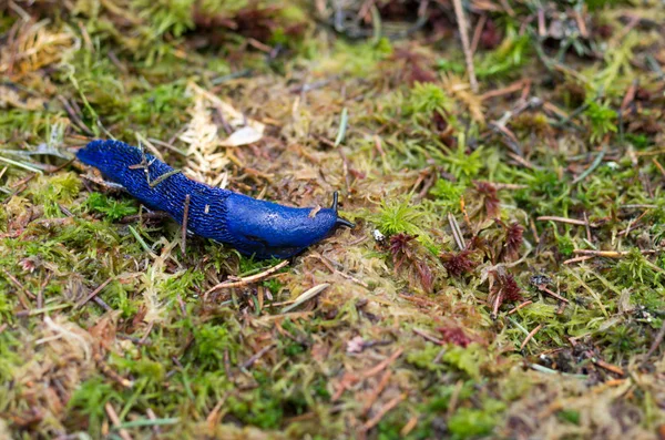 Purple Slug Nature Slug Habitat Slug Green Moss — Stock Photo, Image