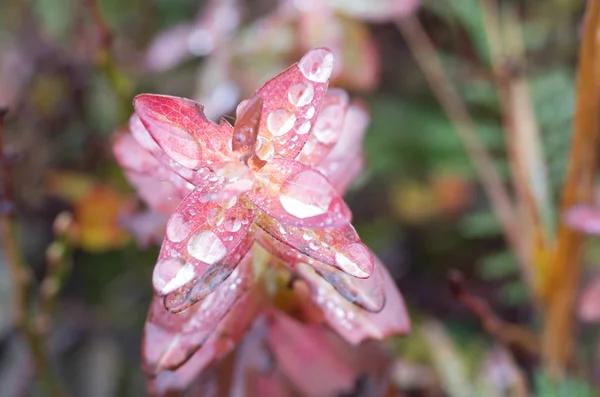The dew on the plant. Drops of rain on the grass. Macro photography. Pink plant and drops.