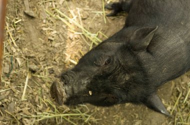 Siyah domuz. Siyah homurtu. Kötü, kötü amaçlı bir bak. Kötü yüzü.