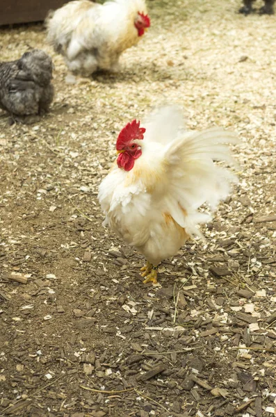 Λευκό Cock Φτερά Φτερά Της Κρέας Κοτόπουλου — Φωτογραφία Αρχείου