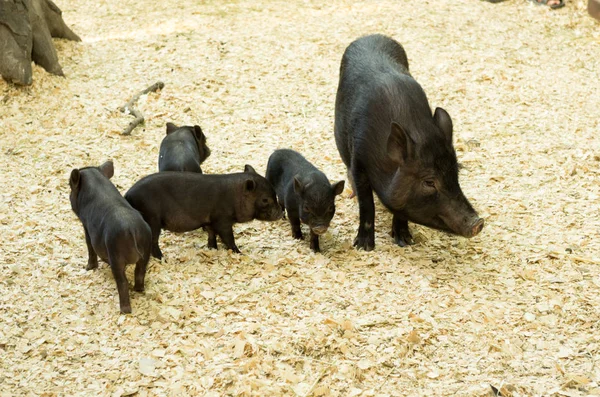 Schweine Für Einen Spaziergang Schwein Und Schwein Mutter Und Kinder — Stockfoto