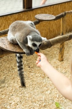 Lemur adamın elinden havuç yiyor.