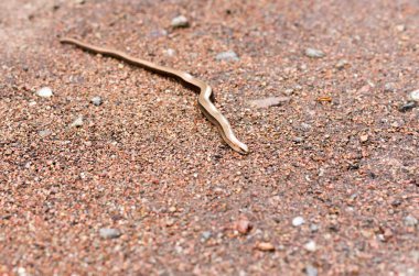 Küçük engerek. Küçük yılan yılan yere. Sayfanın Üstü.