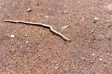 Küçük sürünen yılan. İnce ve kısa yılan. Üstten görünüm.