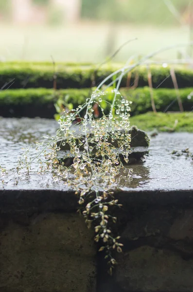 Bir sürü küçük damla. Makro fotoğraf su. — Stok fotoğraf