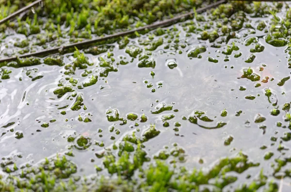 Moss debaixo de água. Água debaixo de água. Pudim no gramado . — Fotografia de Stock