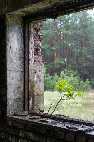 Window without glasses. The forest outside the window. Dosch on the street. Old abandoned window.