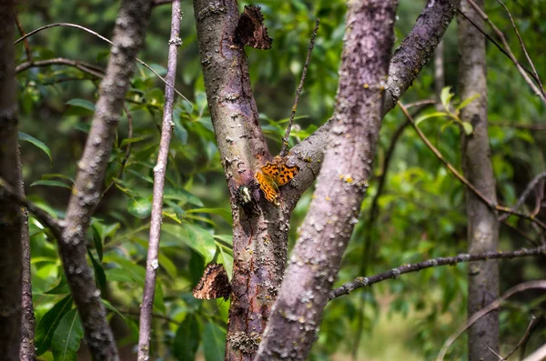 Orangefarbener Schmetterling Baum Mehrere Schmetterlinge Auf Einem Baum Schmetterlinge Der — Stockfoto