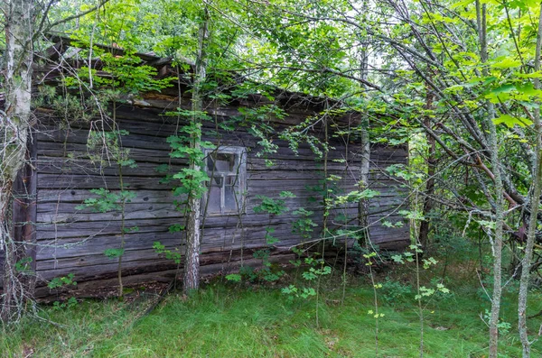 Casa Madeira Abandonada Coberta Árvores Natureza Forte — Fotografia de Stock