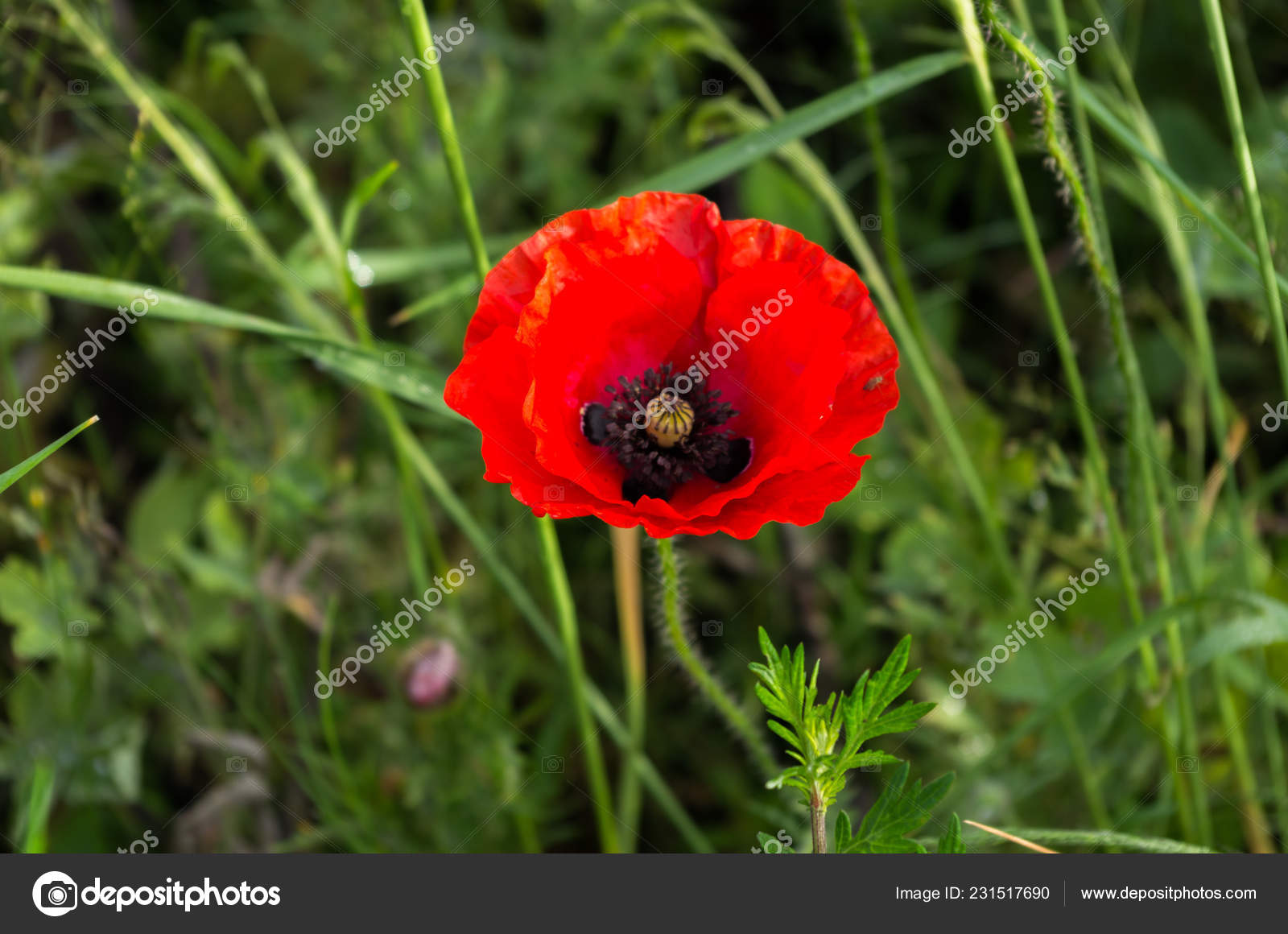 Red Black Red Flower Black Center Red Black Stock Photo Image By C Vzwer 231517690
